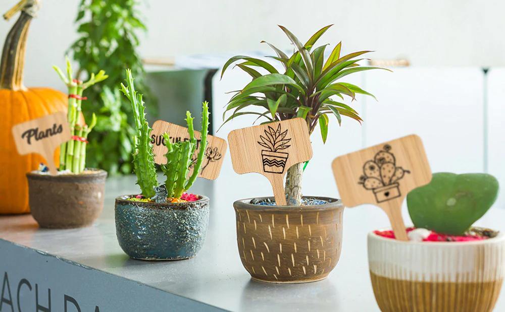 Paxley Wood Plant Labels | Eco-Friendly | Perfect for Garden & Balcony | Marker Tags for Plants