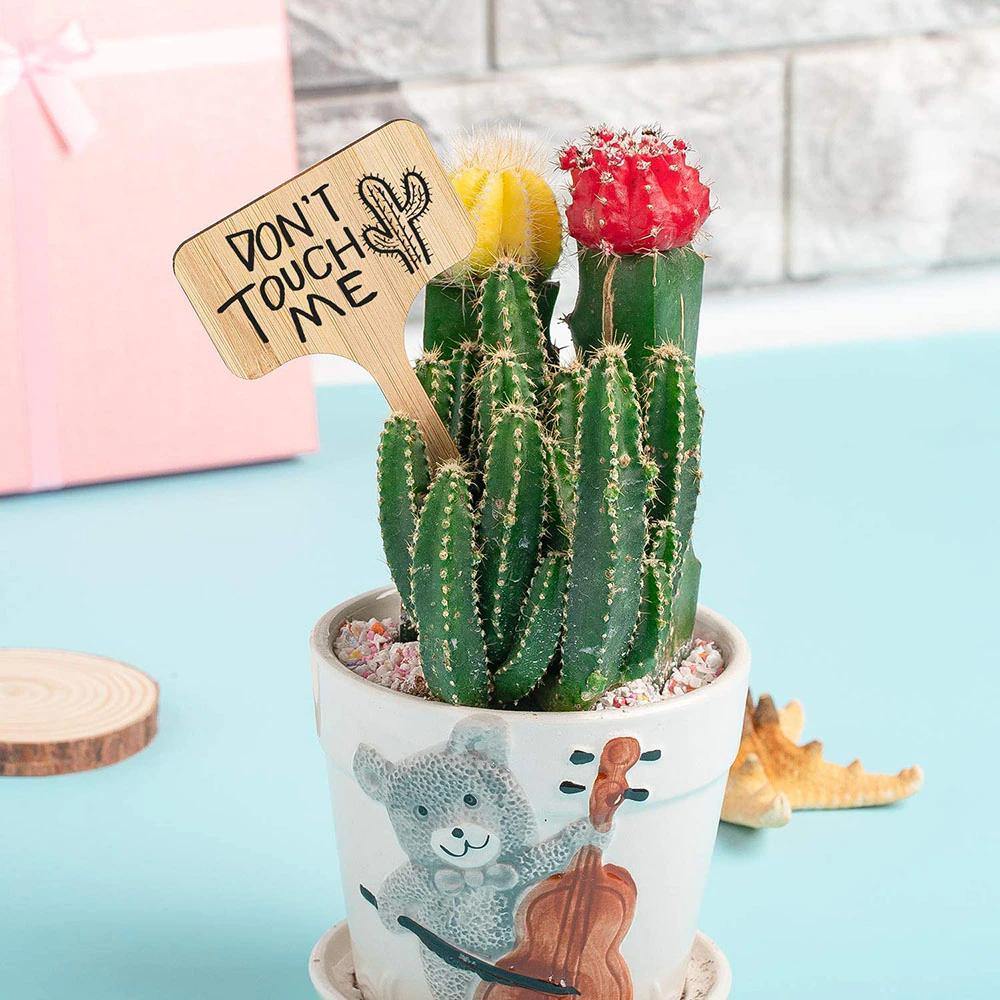 Paxley Wood Plant Labels | Eco-Friendly | Perfect for Garden & Balcony | Marker Tags for Plants