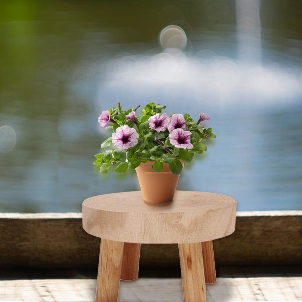 Paxley Wood Plant Stand | Raised Flower Pot Holder | Minimalist Design | Perfect for Living Room