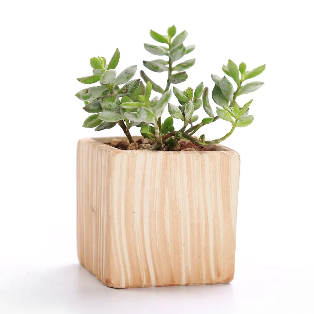 Paxley | Succulent Pots | Striped Ceramic | Set of 6
