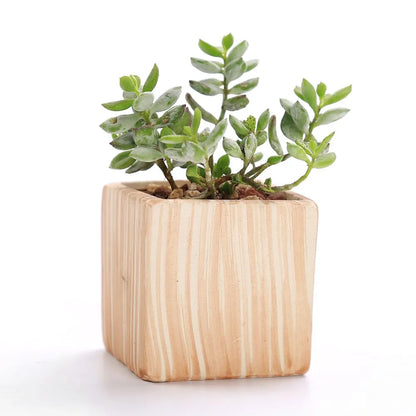 Paxley | Succulent Pots | Striped Ceramic | Set of 6