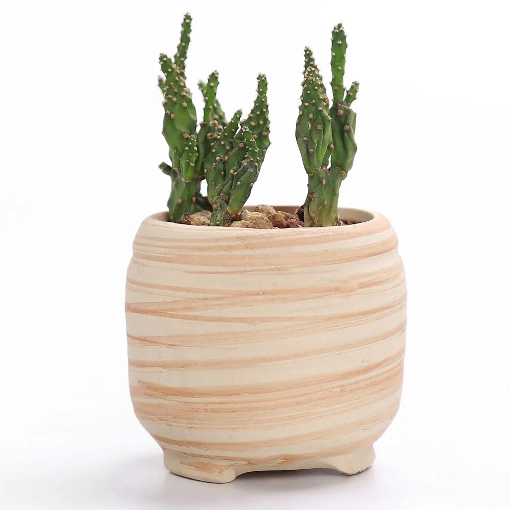 Paxley | Succulent Pots | Striped Ceramic | Set of 6