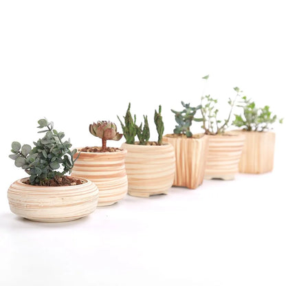 Paxley | Succulent Pots | Striped Ceramic | Set of 6