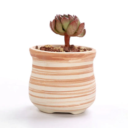 Paxley | Succulent Pots | Striped Ceramic | Set of 6