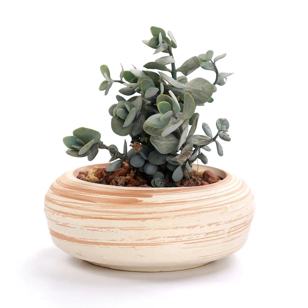 Paxley striped succulent flower pots