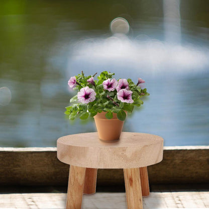 Paxley Wood Plant Stand | Raised Flower Pot Holder | Minimalist Design | Perfect for Living Room